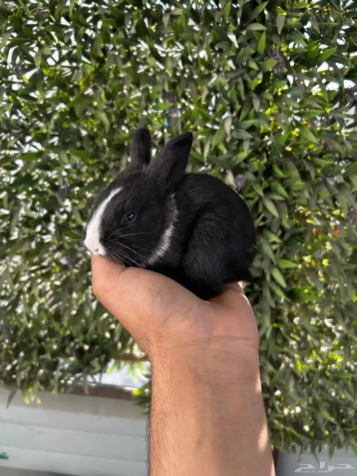 ارانب قزم كيوت و لطيفة و احجم صغيره 23