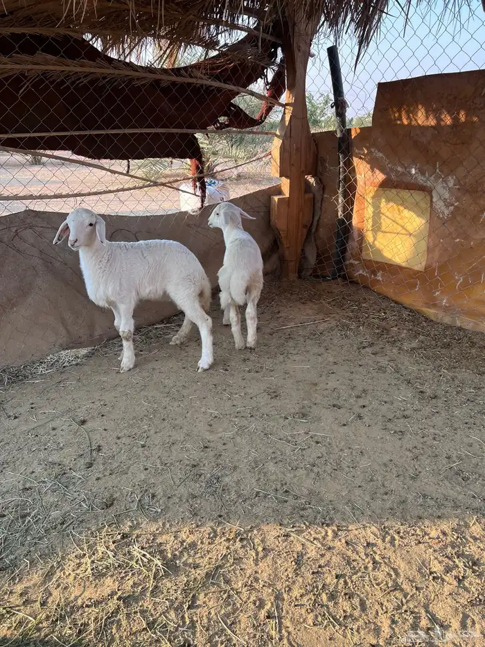 خروف ورخل حرية مغلقة شحم 5