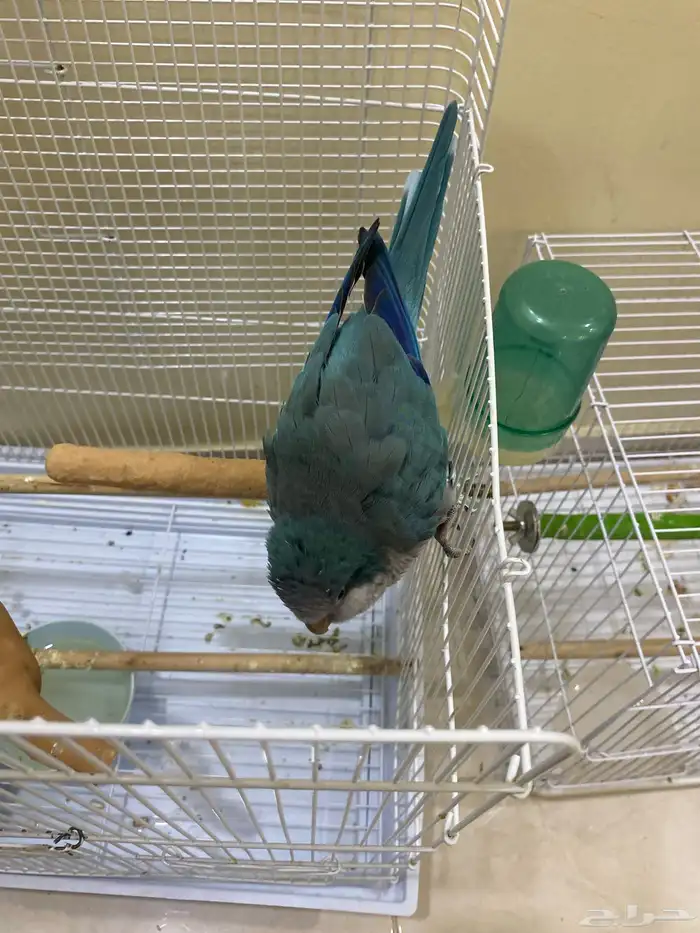 للبيع طيرين نظيفة   كنيور   كويكر 0