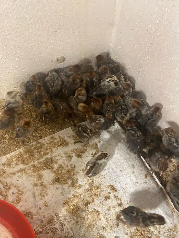 فروخ فيومي العمر 15 يوم 1