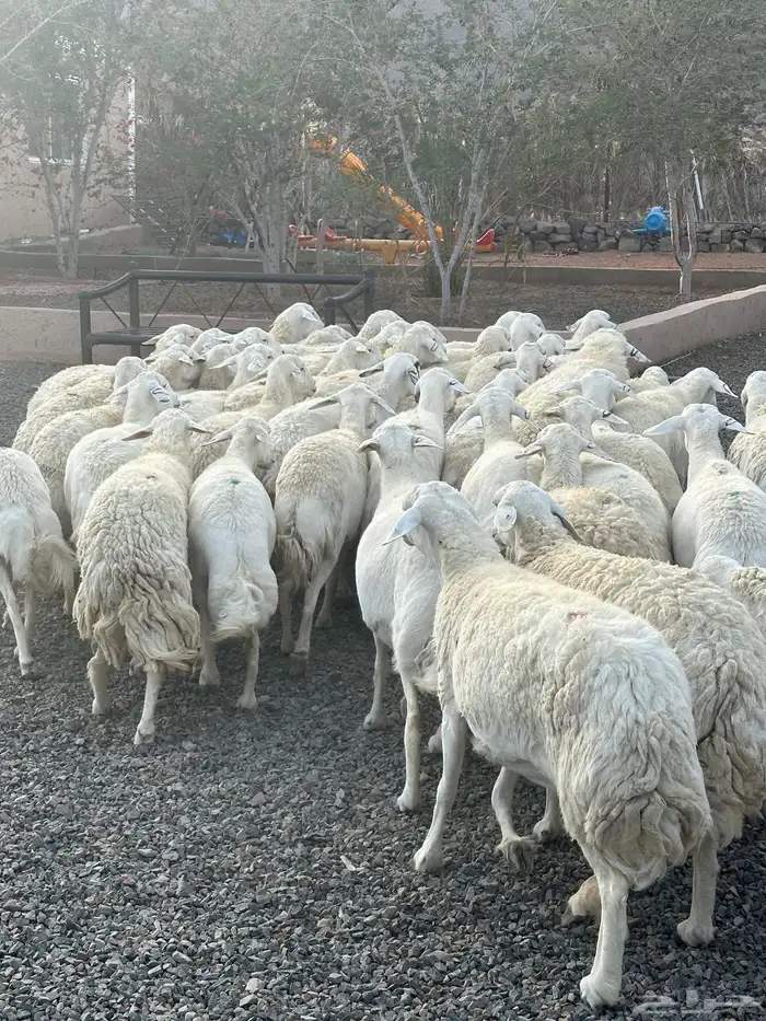 ضان حريات حرش صنف الصنف 32