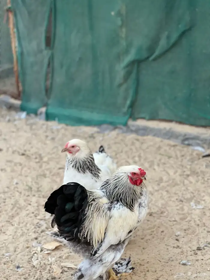 للبيع مجموعة من الدجاج و الديوك برهما كولمبي اصلي 7