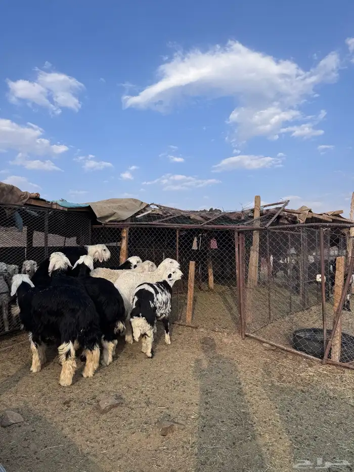 خرفان جبره 1