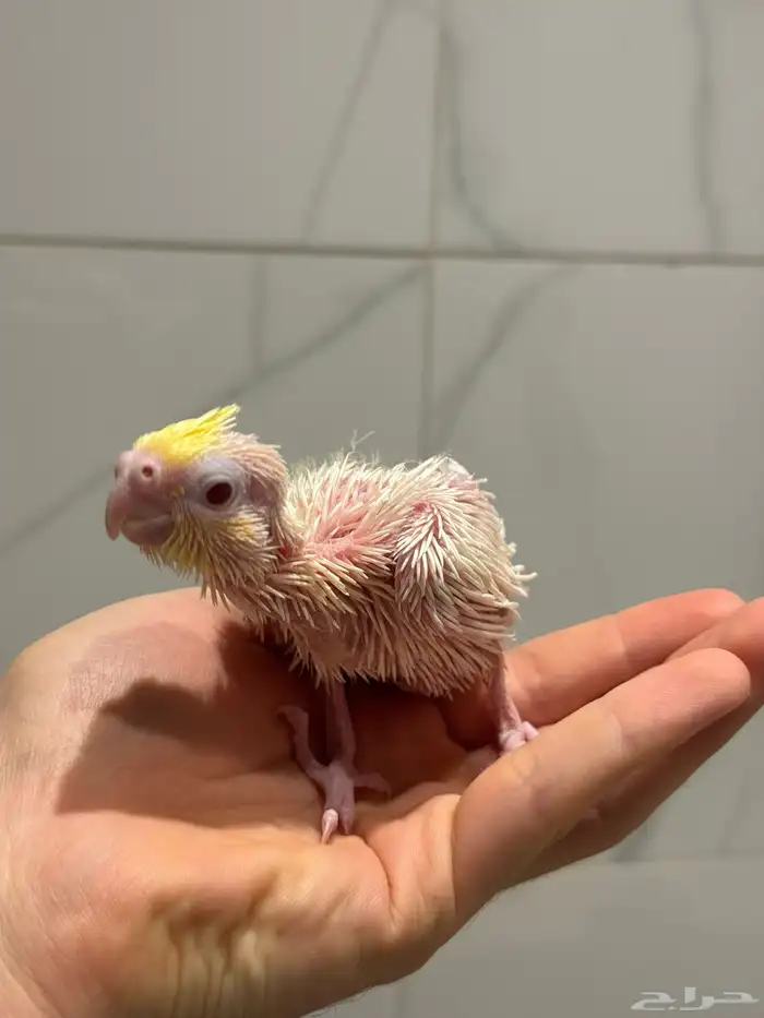 فرخ كروان - كوكتيل لاتينو بداية غر 0