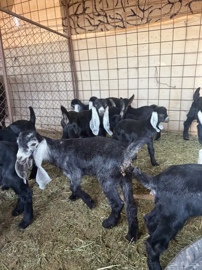 معزا ولد طيبه ونضيفه العدد 9. روس تحتها 18 7