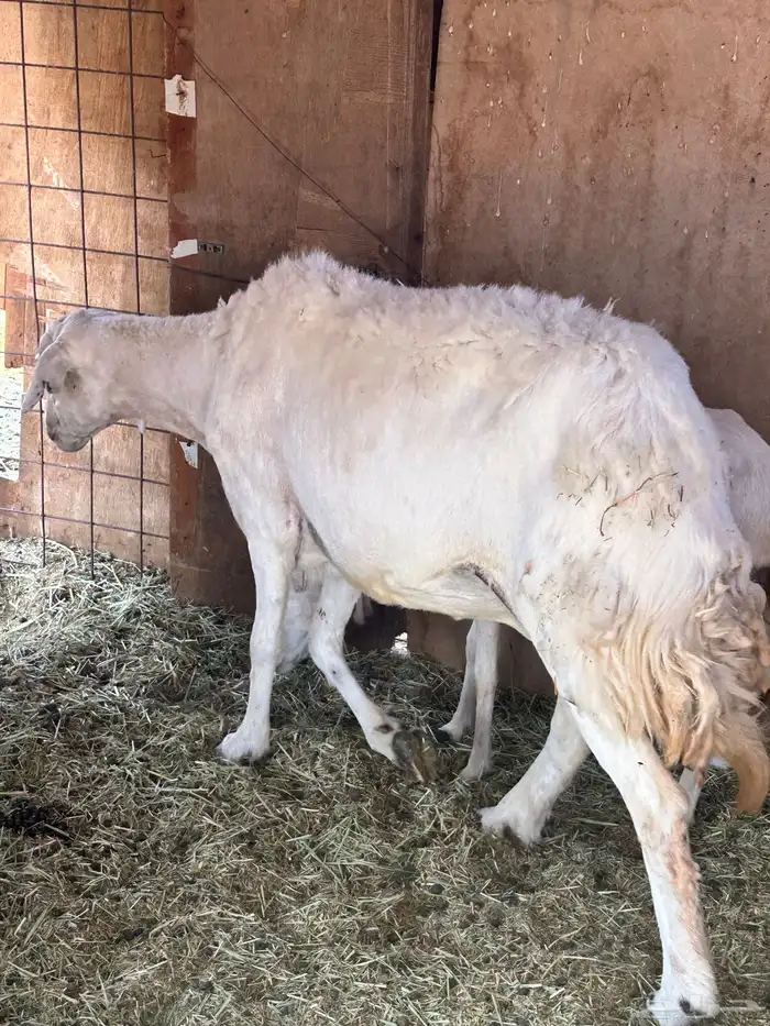 نعجه حايل سديس وفوق 0