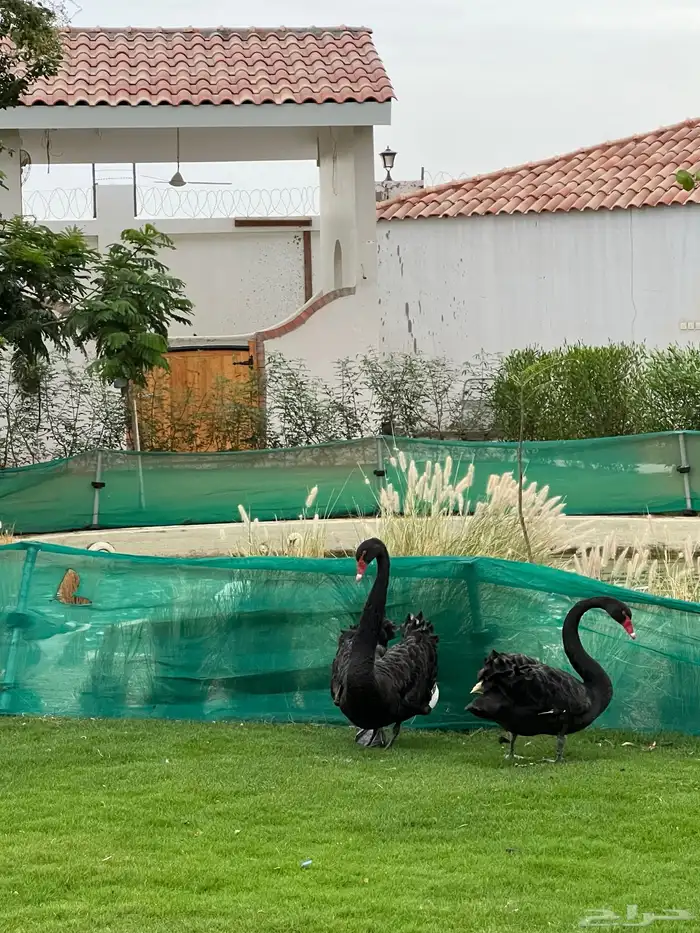 مربط و اسطبل ل ايواء الخيل Horse Stable - شمال جدة (ذهبان) 2
