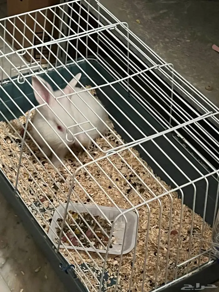 ارنب صغير ابيض عيونه حمراء 3
