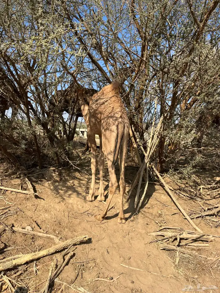 للبيع قعود ع حليب 0