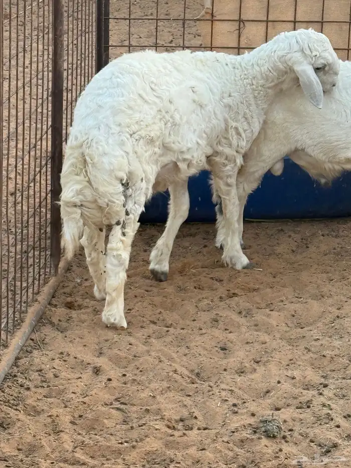 خروف حري فوق 5 شهور 1