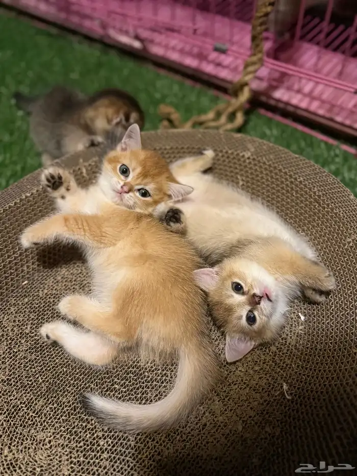 قط برتش للبيع انثى 0