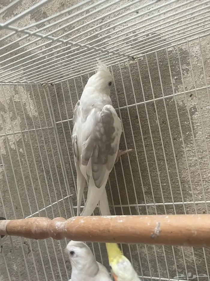 ذكور كروان 2