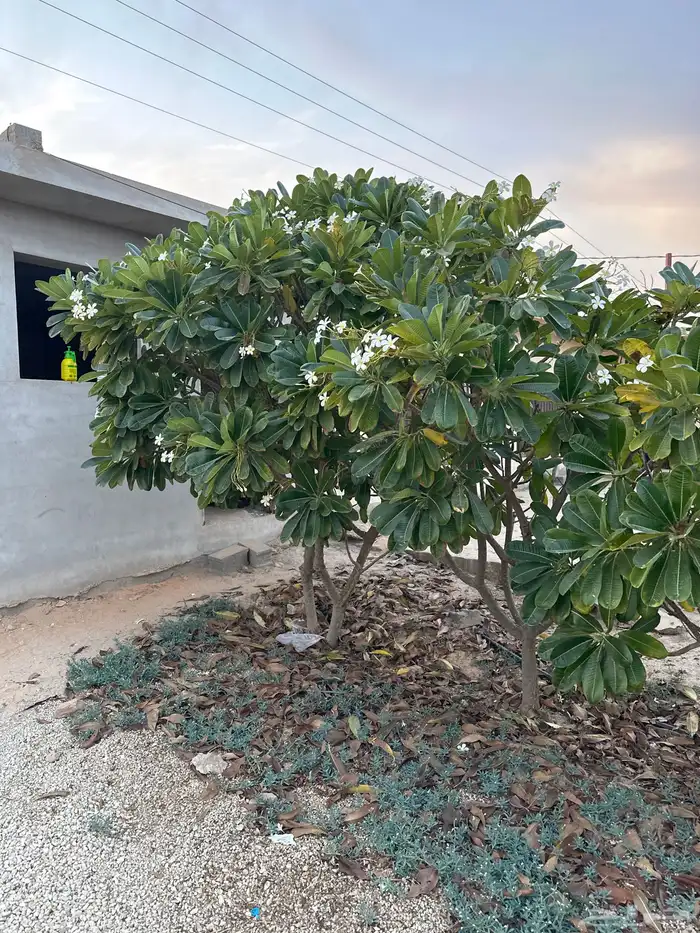 10 حبات ياسمين هندي 1