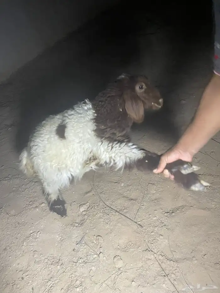 نعيمي للبيع 2