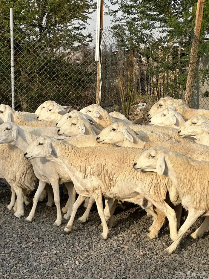 ضان حريات حرش صنف الصنف 41