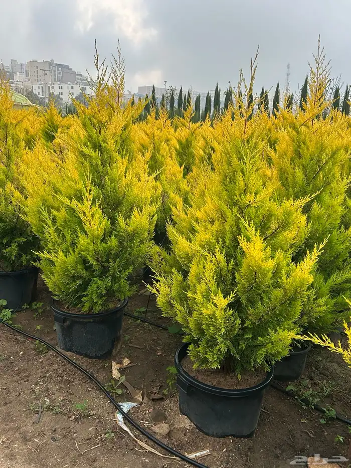 سرو عطري كبير شتلات 2