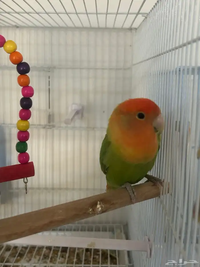 طير روز للبيع 0