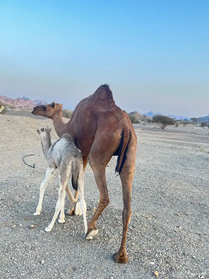 بكره تحتها بكره مصغر اول ولده 0