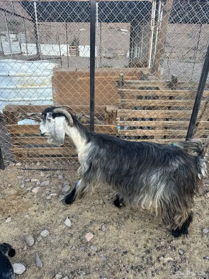 عنز خضرا مهي صغيره تحتها تيس 1