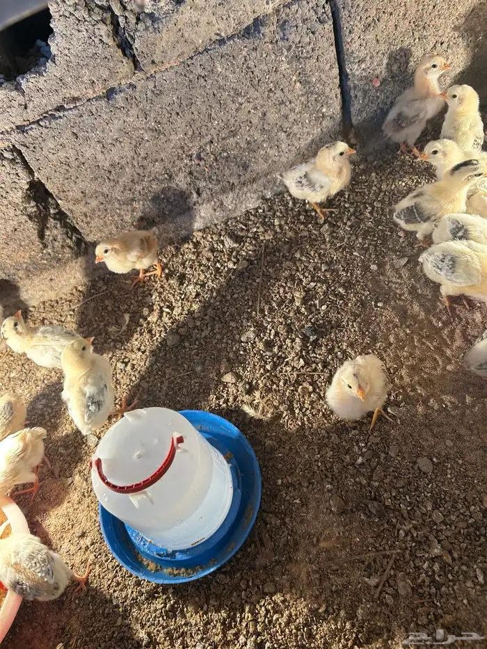 صوص بلدي فواخر والوان فواتح عمر 12 يوم 5