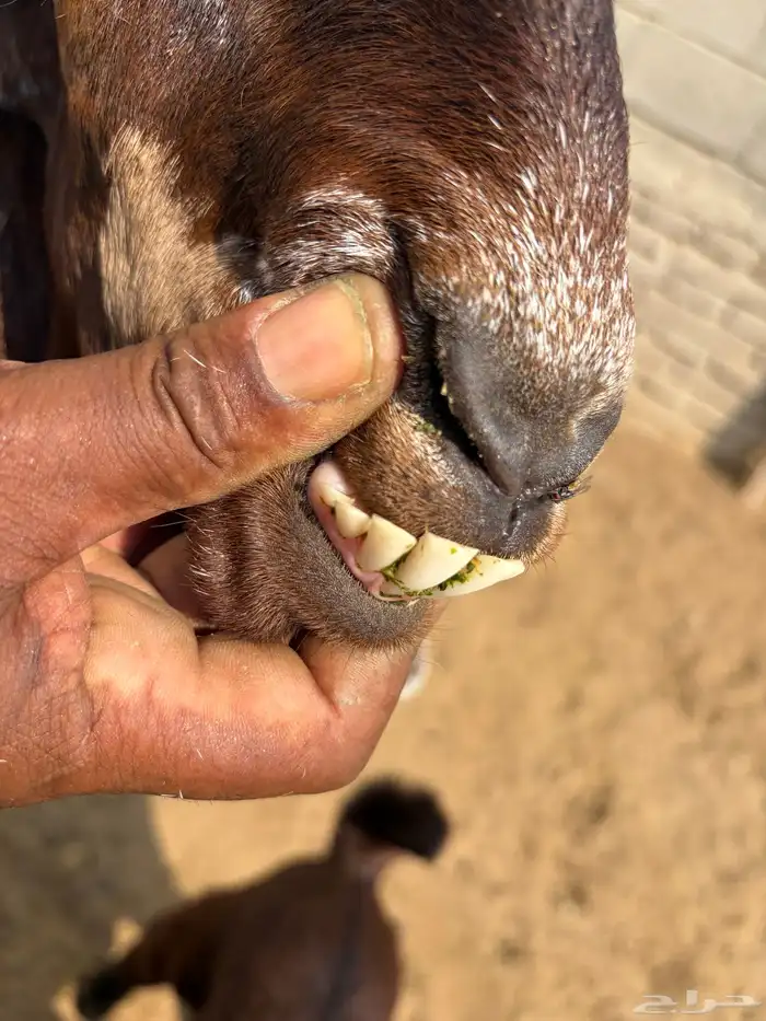 جفار مصريه منوة القناي 5