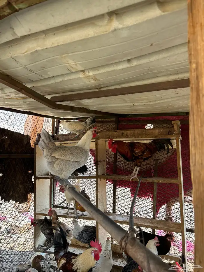 دجاج بلدي بياض 7