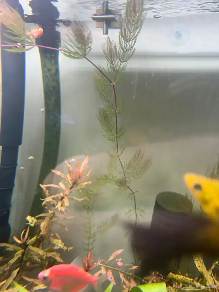 نباتات مائية وسمك تترا مجانا 3