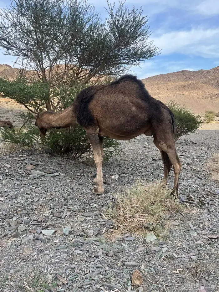 ناقه حمرا دهماء لقحه 9