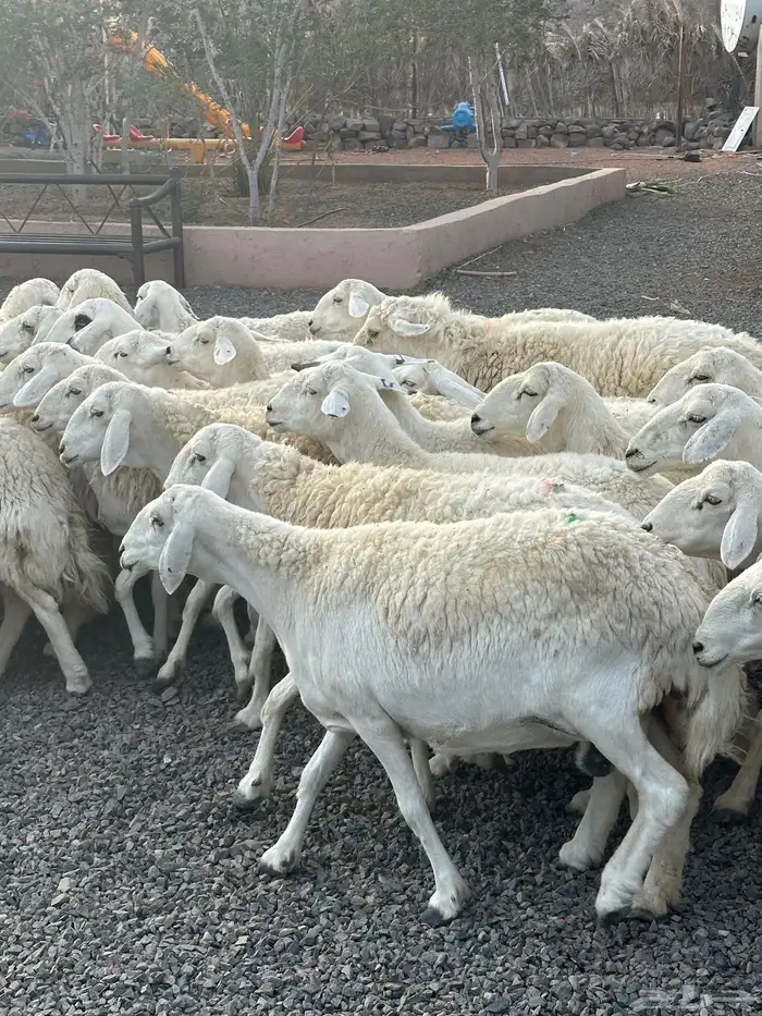 ضان حريات حرش صنف الصنف 55