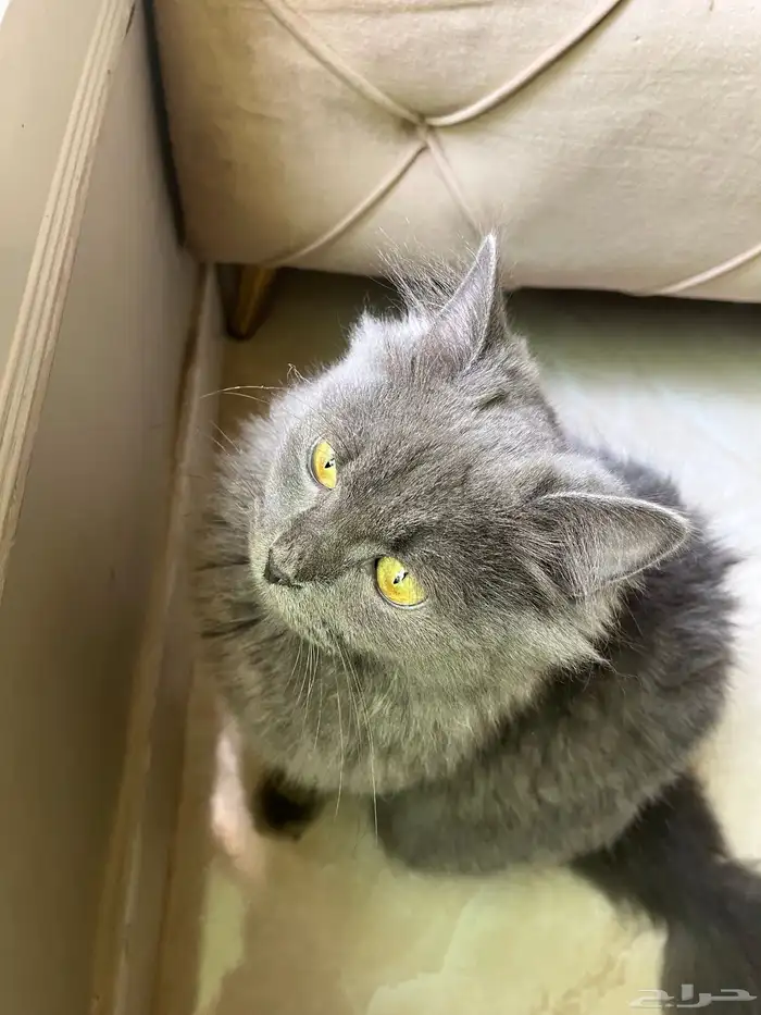 قط صغير رمادي للتبني 3