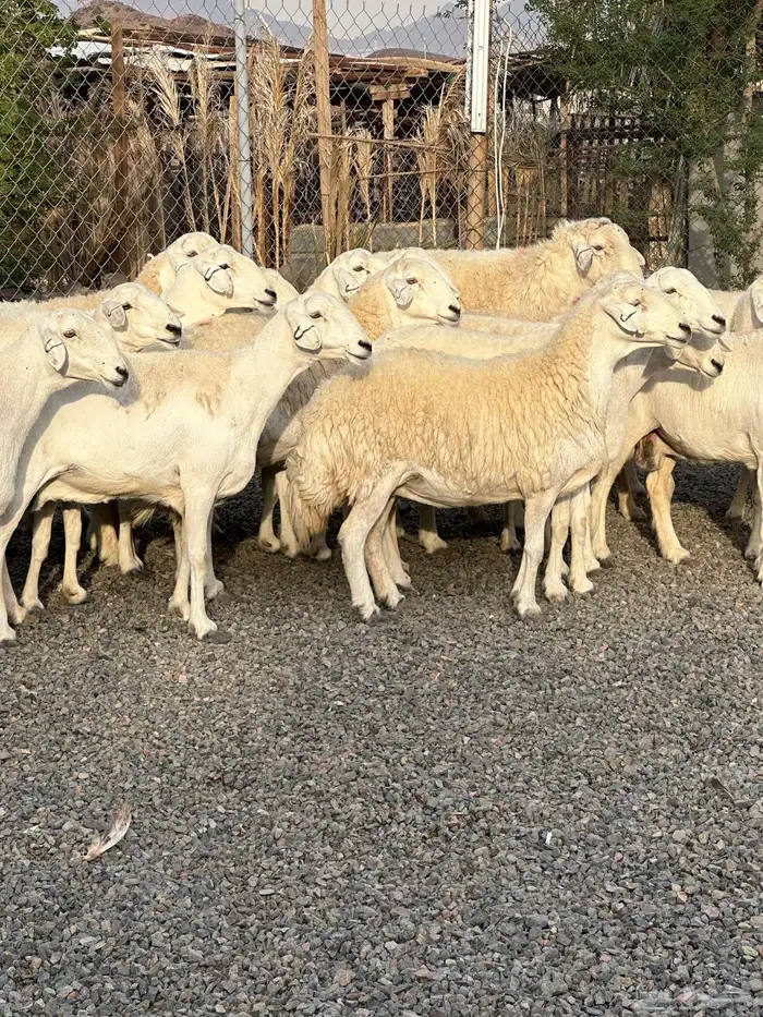 ضان حريات حرش صنف الصنف 58