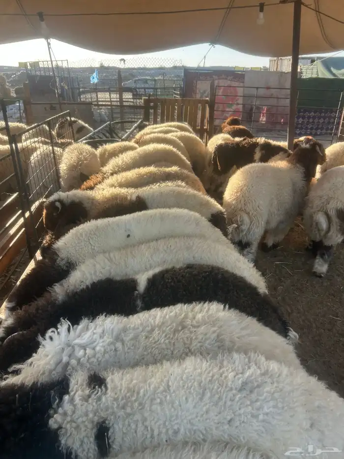 نعيم جبر ووسط وهرافي وحريات جبر ووسط وهرافي 13