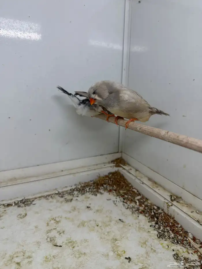 للبيع جوز زيبرا إنجليزي 1