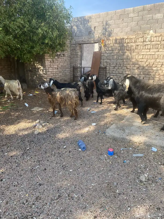 معزا ب فحلها 9