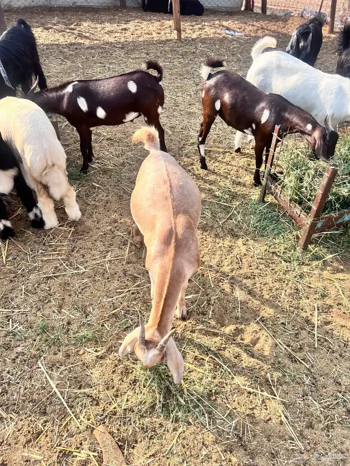 تيوس محايليه مخاصي 4