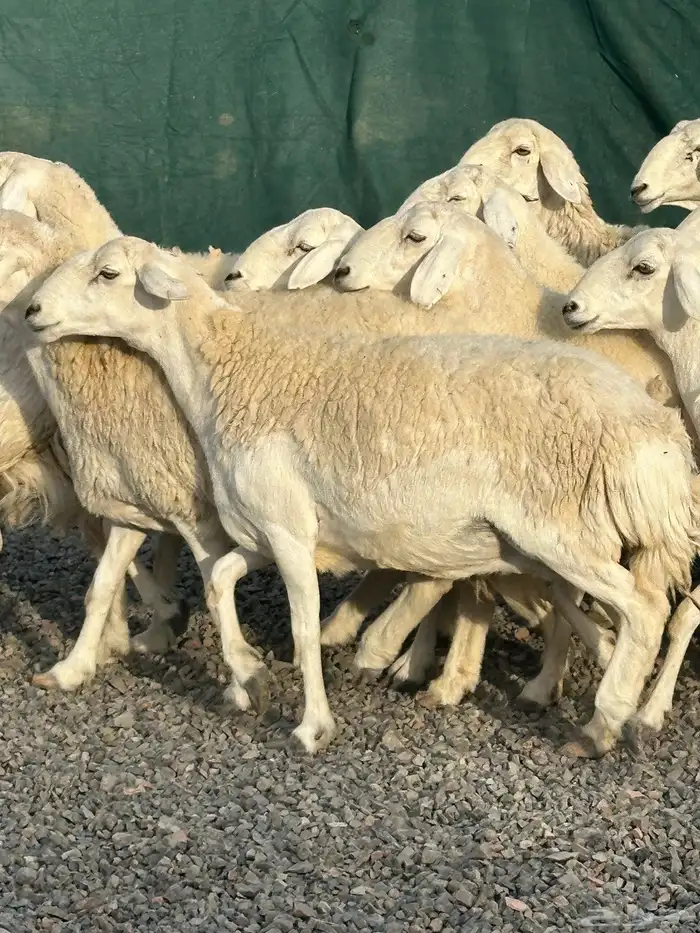 ضان حريات حرش صنف الصنف 23