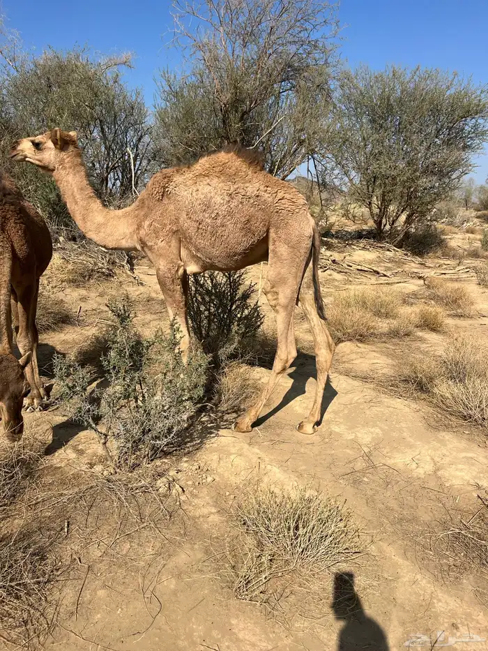 للبيع قعود ع حليب 5