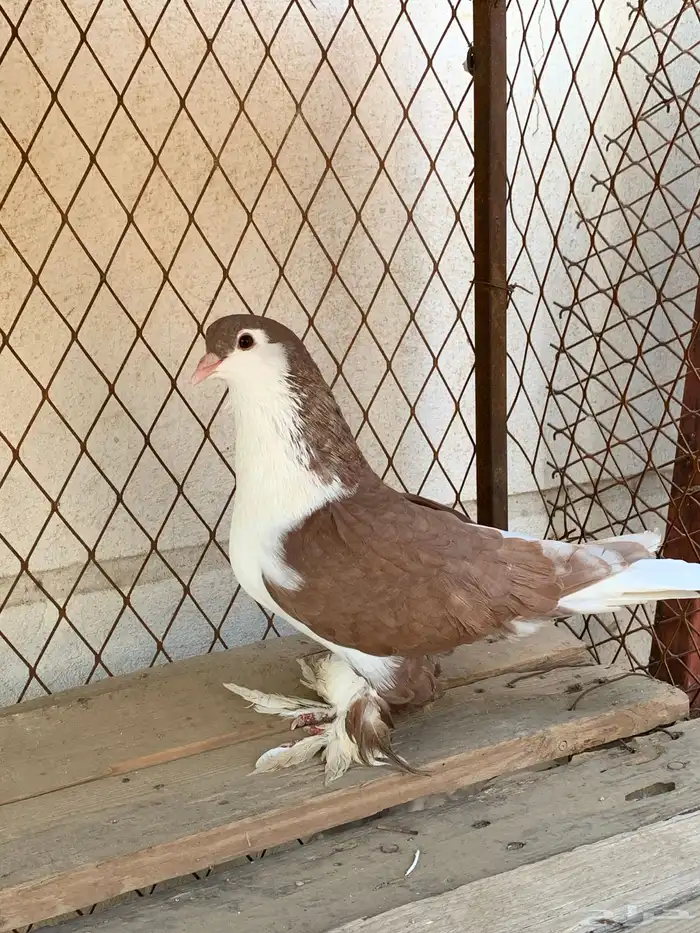 حمام ذكر رقاصي وذكر حمام شيرازي 3