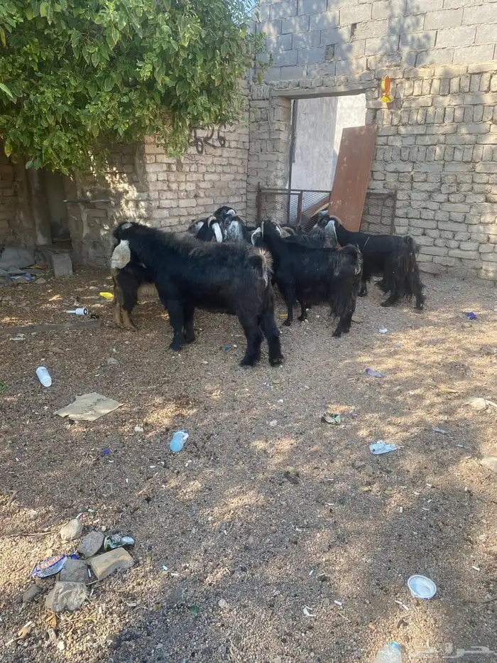 معزا ب فحلها 4