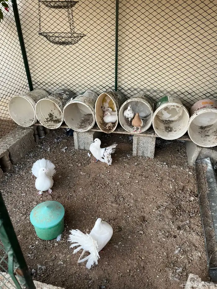 حمام شامي ورقاصي منتج 7