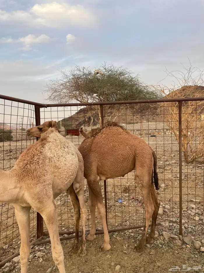 قعدان للبيع( تم البيع ) 2