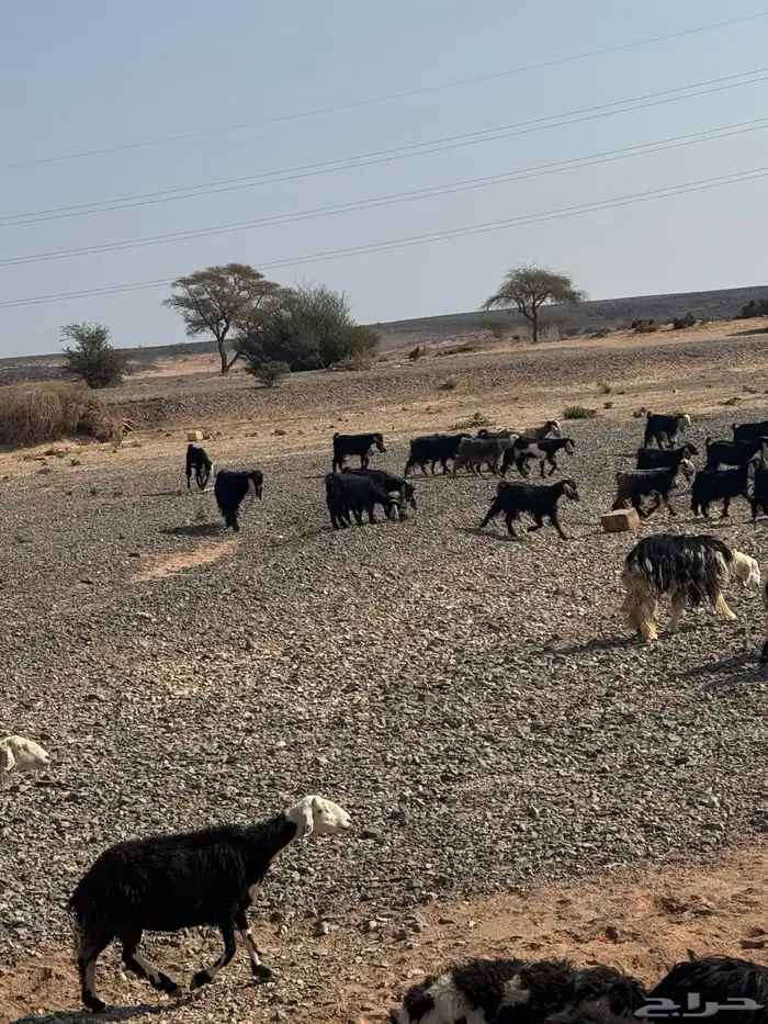 معزا مراح للبيع 10