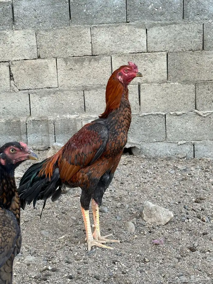 ديوك باكستاني سندي الوان جميلة 9