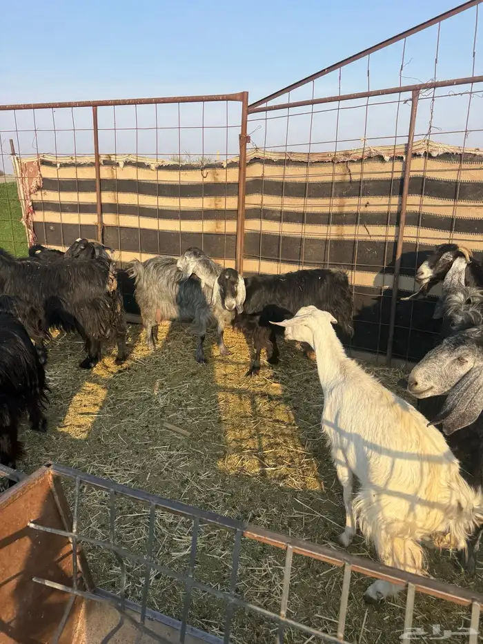 معزا ولد طيبه ونضيفه العدد 9. روس تحتها 18 4