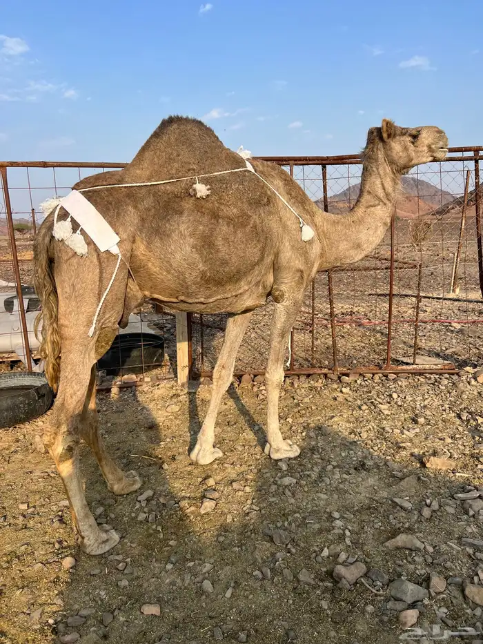 خلفه منيحه ب 8800 8