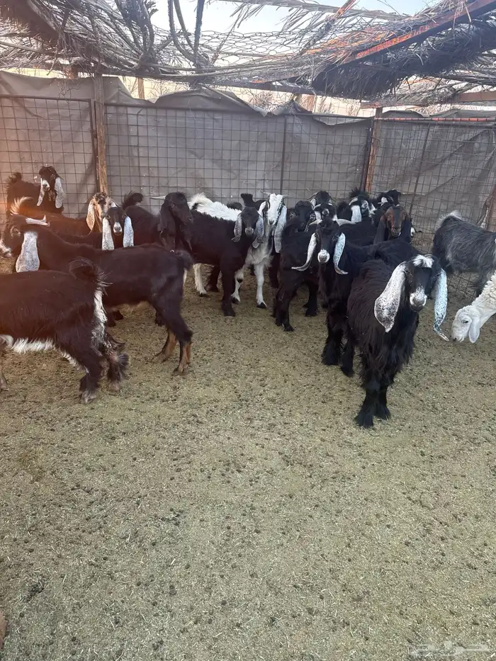 تيوس وجفار للبيع 5