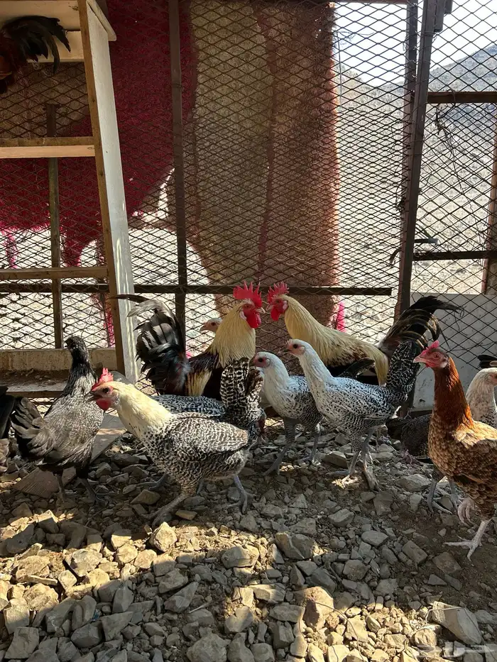 دجاج بلدي بياض 5