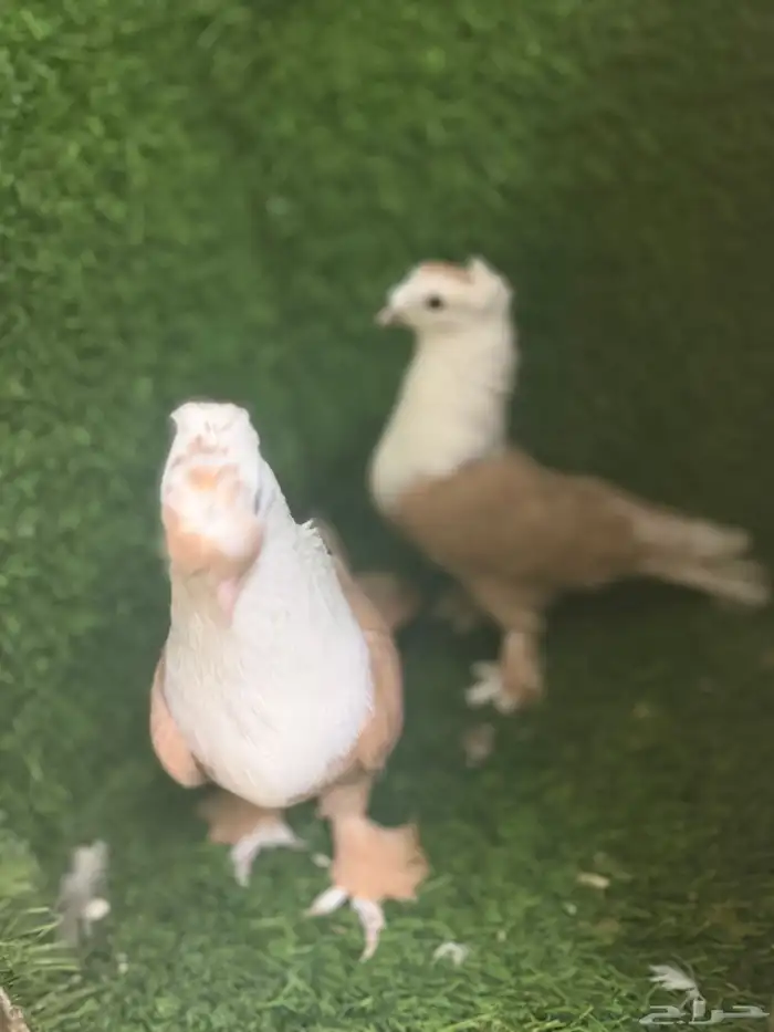 مجموعة ذكور زينه 23