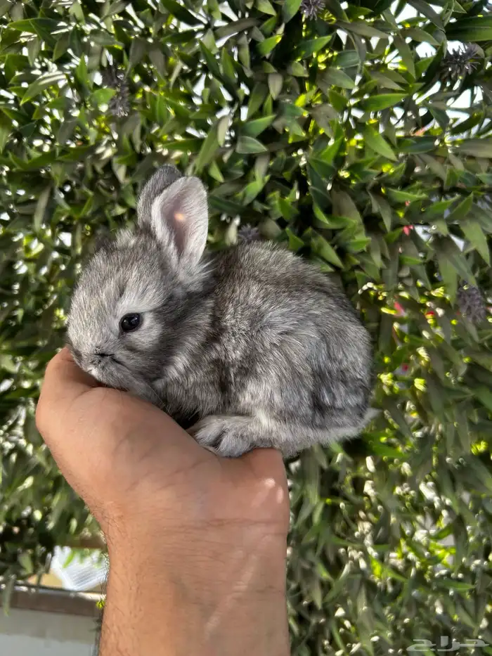 ارانب قزم كيوت و لطيفة و احجم صغيره 2