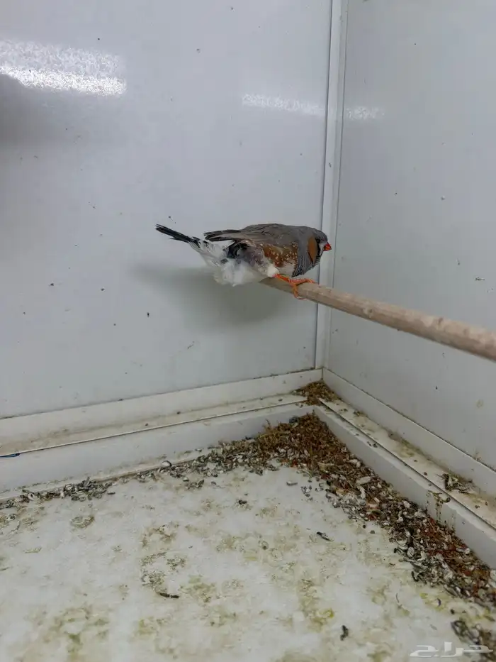 للبيع جوز زيبرا إنجليزي 4